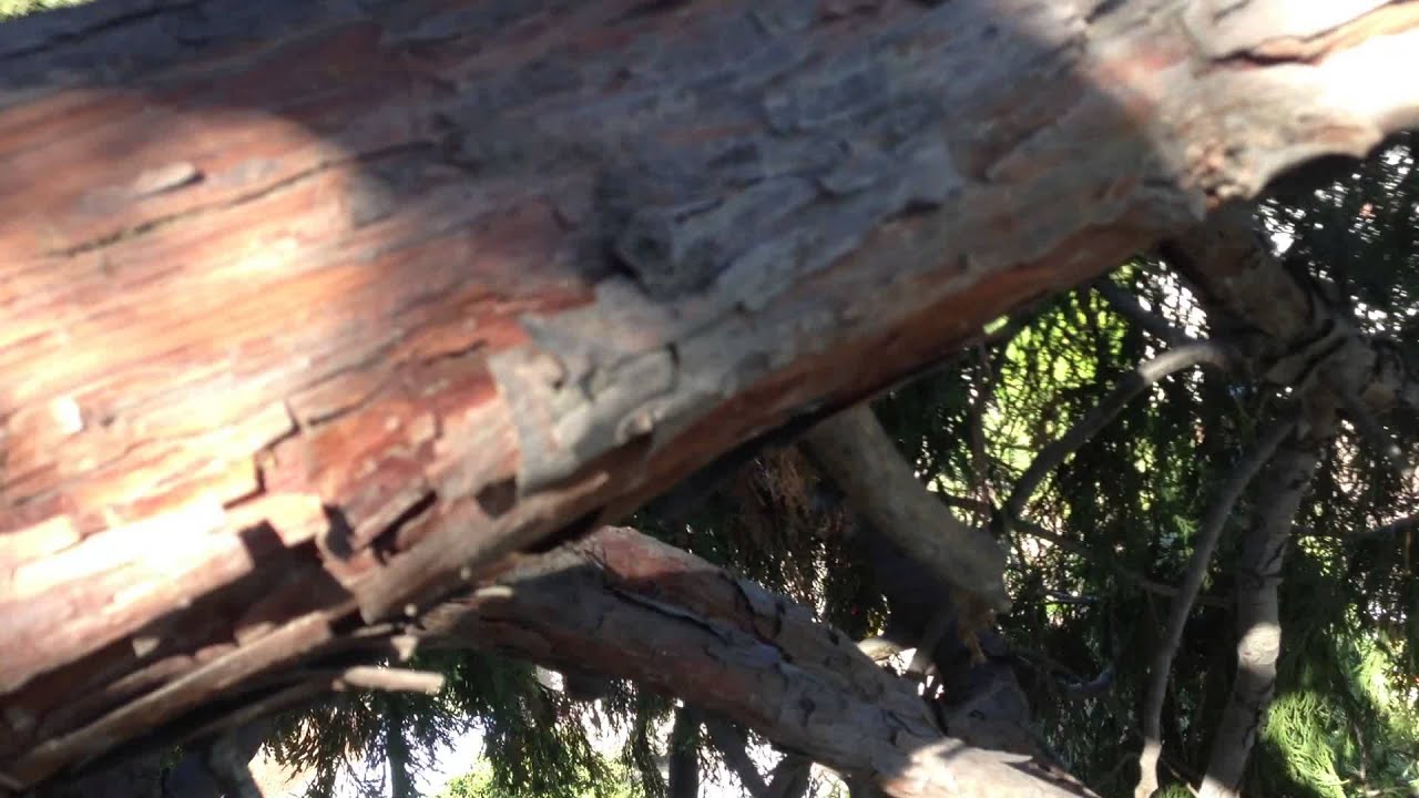giant calocedrus (incense cedar) my view