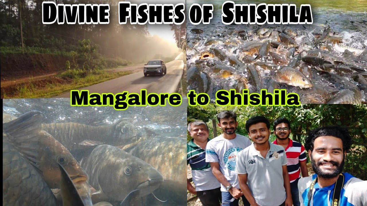 Divine Fishes of Shishila | Mangalore To Shishila | Karnataka Travel Vlog | Fishes | Shishila |
