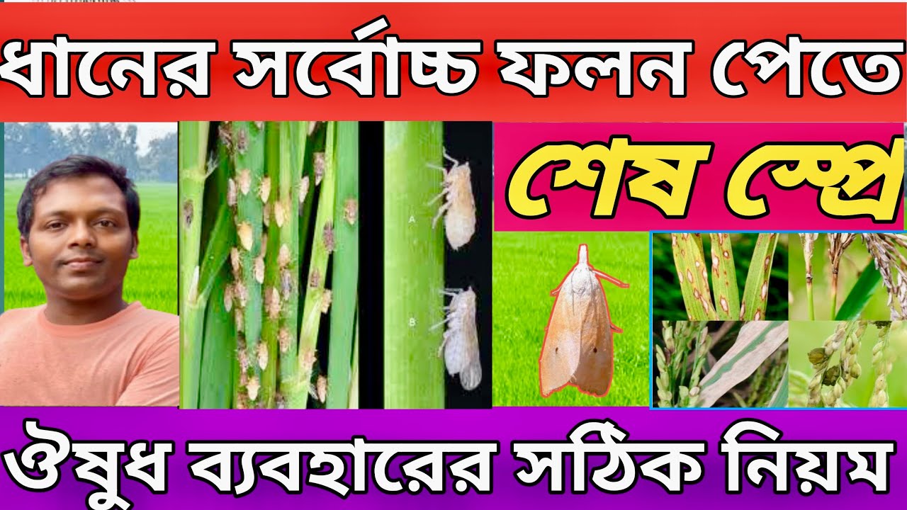ধানের সর্বোচ্চ ফলন পেতে শেষ স্প্রে॥কি কি ঔষুধ স্প্রে করবেন #​ 