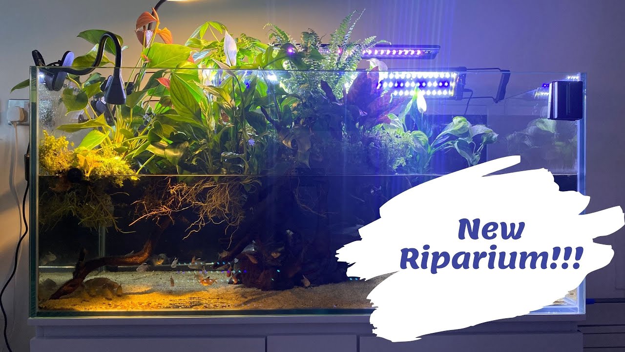 Updates and Creating a New Riparium !!!