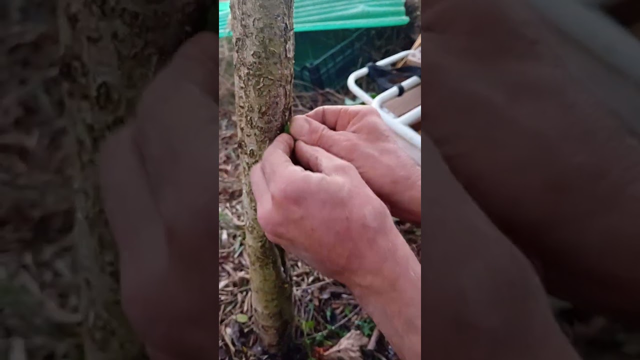 Tronco bucato DEL MELO... LA CURA