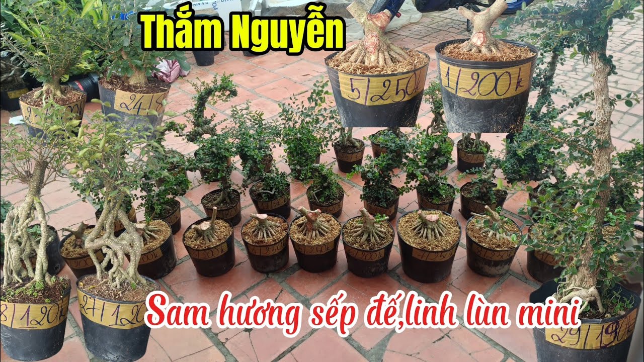 7/1/2026_Thắm Nguyễn #0369298778 _Sam núi dọn vườn,linh sam lùn rẻ,Sam hương sếp đế lực,cây tông cao