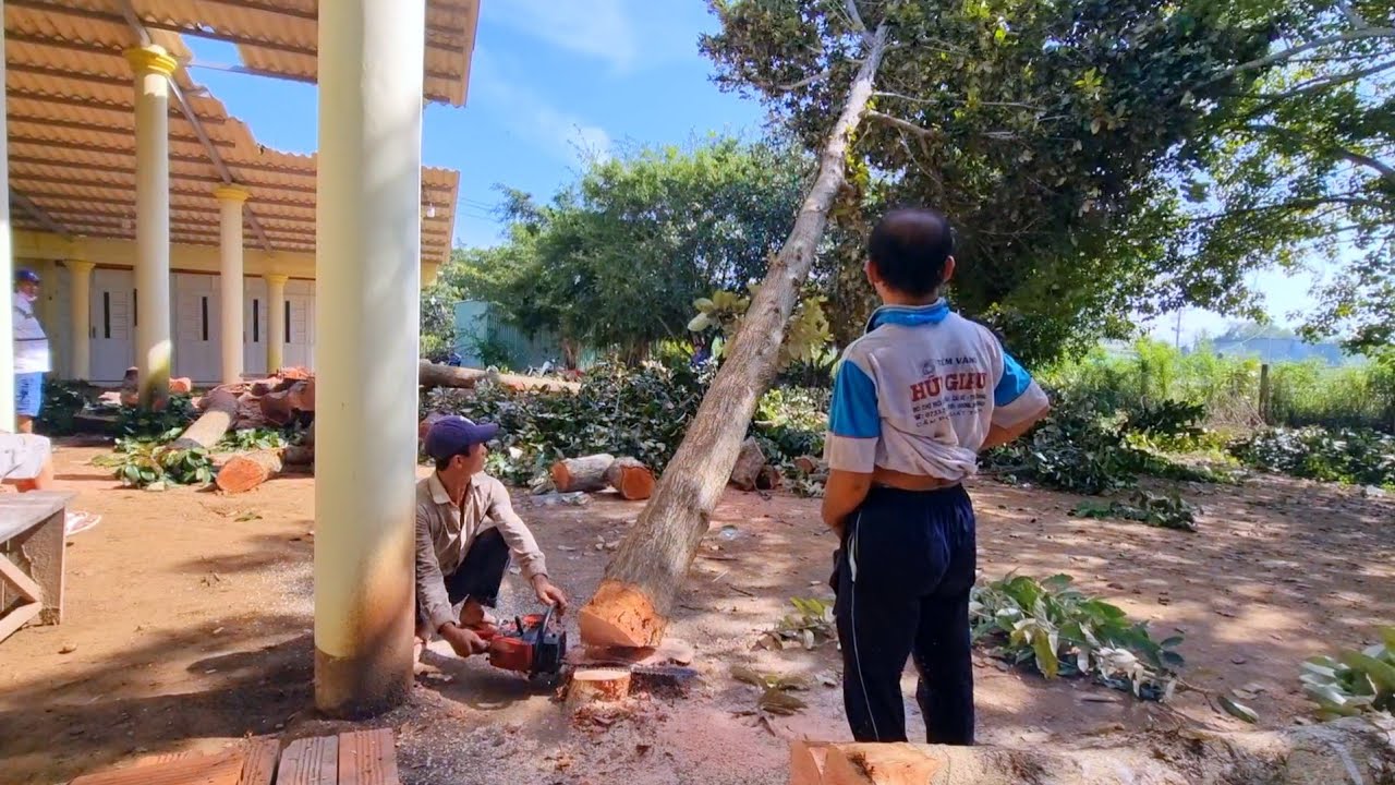 Vua Khỉ cùng đệ tử cưa cả bụi cây Cui  ở Gò Công.