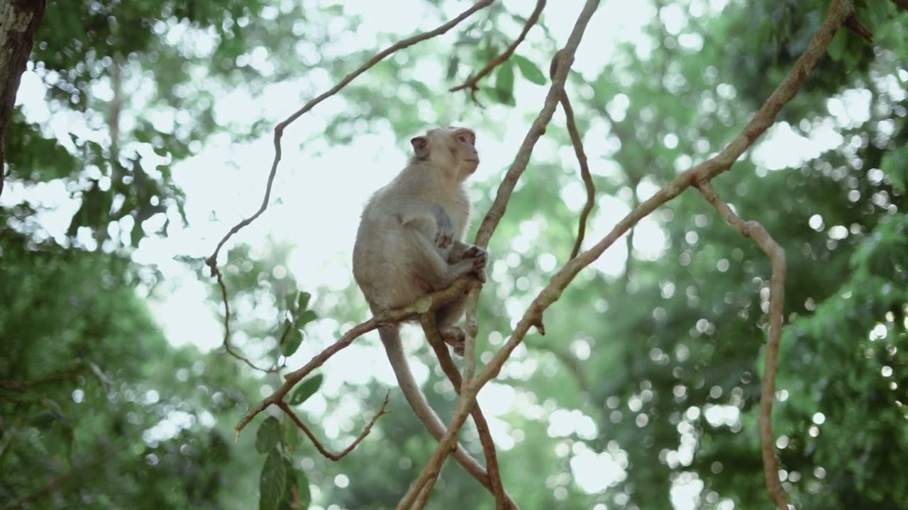 lonely  monkey #animal #monkey