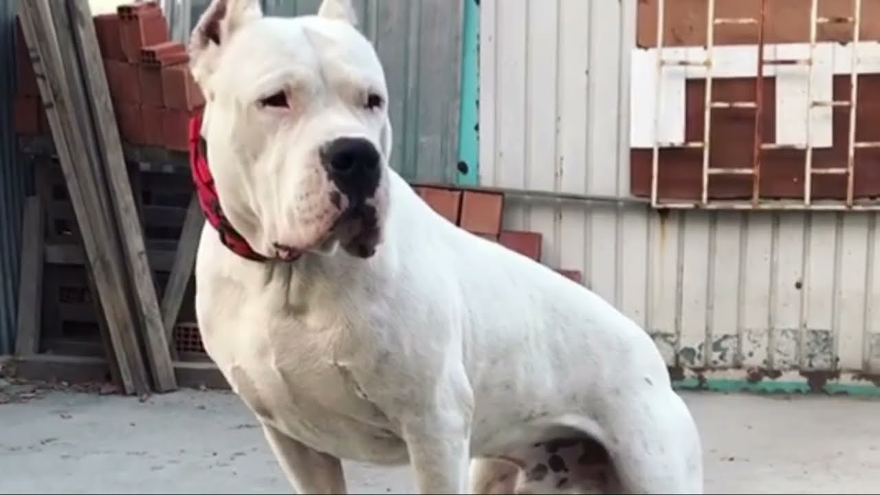 Do you want a Dogo Argentino? Check This!!