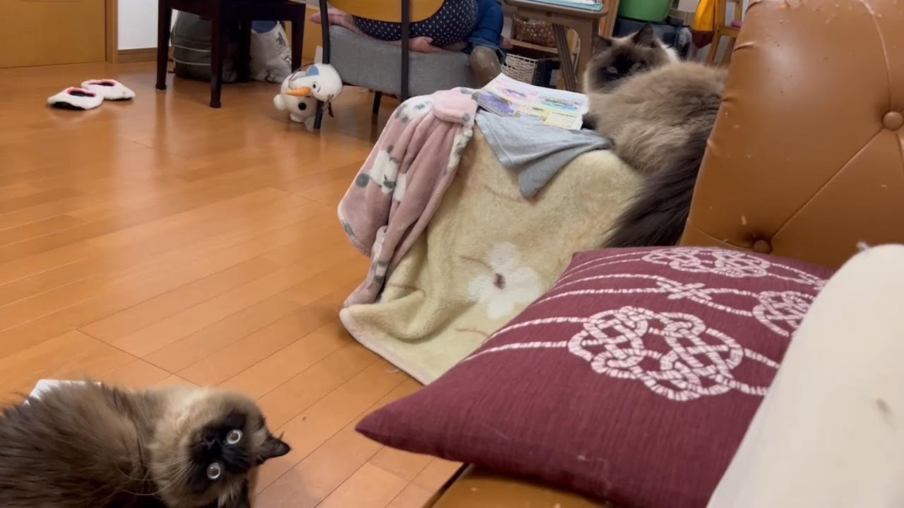 ご飯前になると私の動きから目が離せなくなるニャンコたち。　#グリンとグランの陽だまり日記　#猫