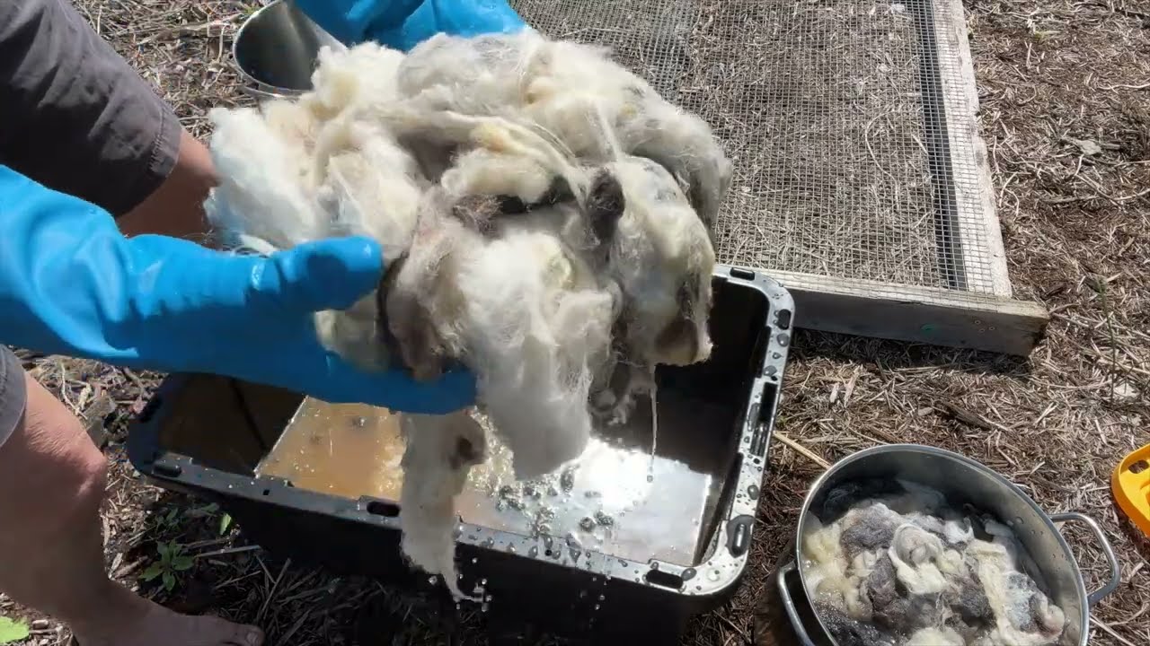 Raw Fleece - Fermented Suint Bath