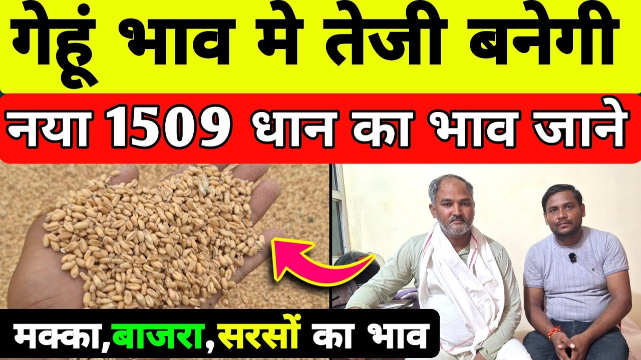 नये 1509 धान का भाव  / गेहूं मे तेजी-मंदी का माहौल/ gehu ka bhav aaj ka /aligarh mandi bhav aaj ka 