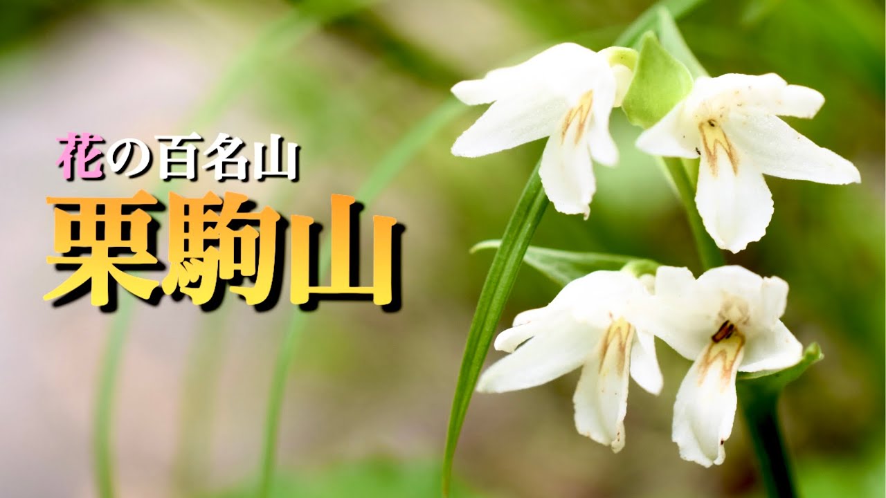【花の百名山】  7月 栗駒山/東北　秋の紅葉だけではなく、この季節もすごくおすすめ！　たくさんの花々が迎えてくれます