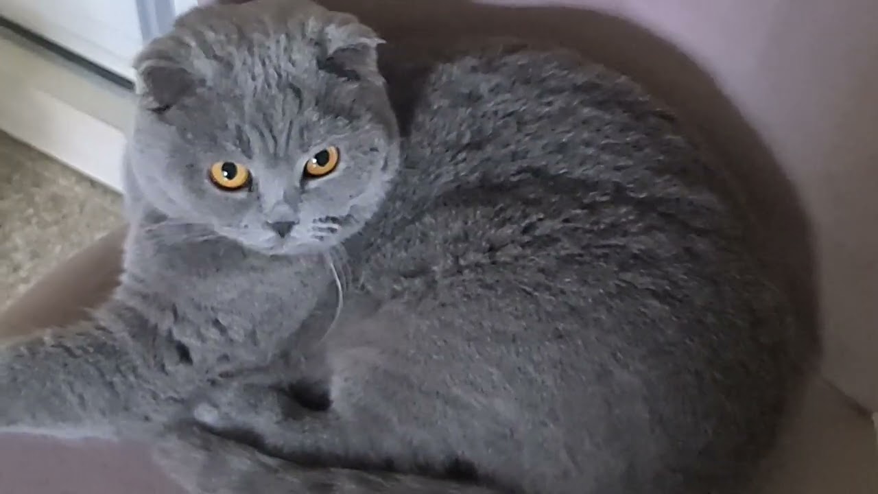 #cat #cute #kitty #веселыекоты 😺😸😼
