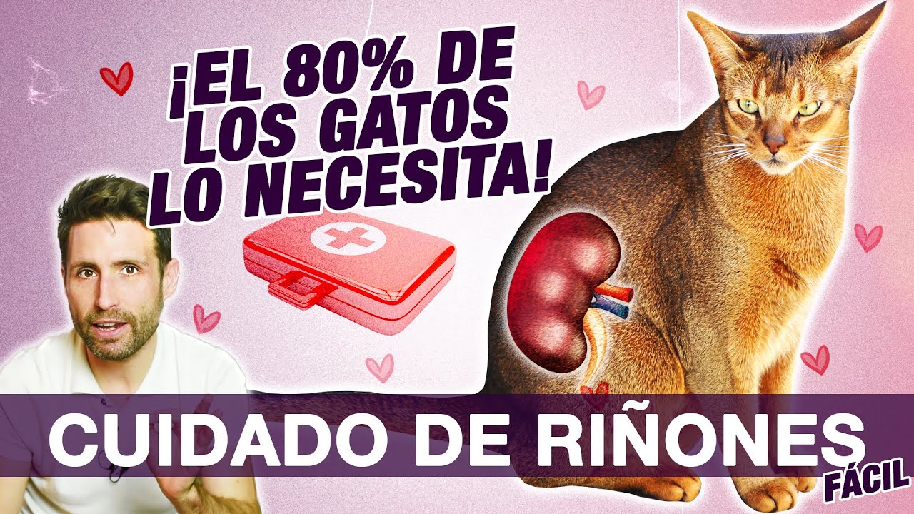 CONSEJOS para CUIDAR los RIÑONES de tu GATO 🧑‍⚕️😽 | Prevención de problemas renales en gatos