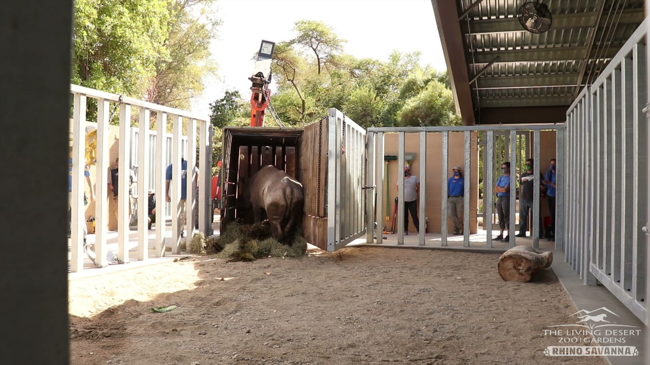 The Living Desert's newest rhino residents, Jaali and Nia have arrived safely!
