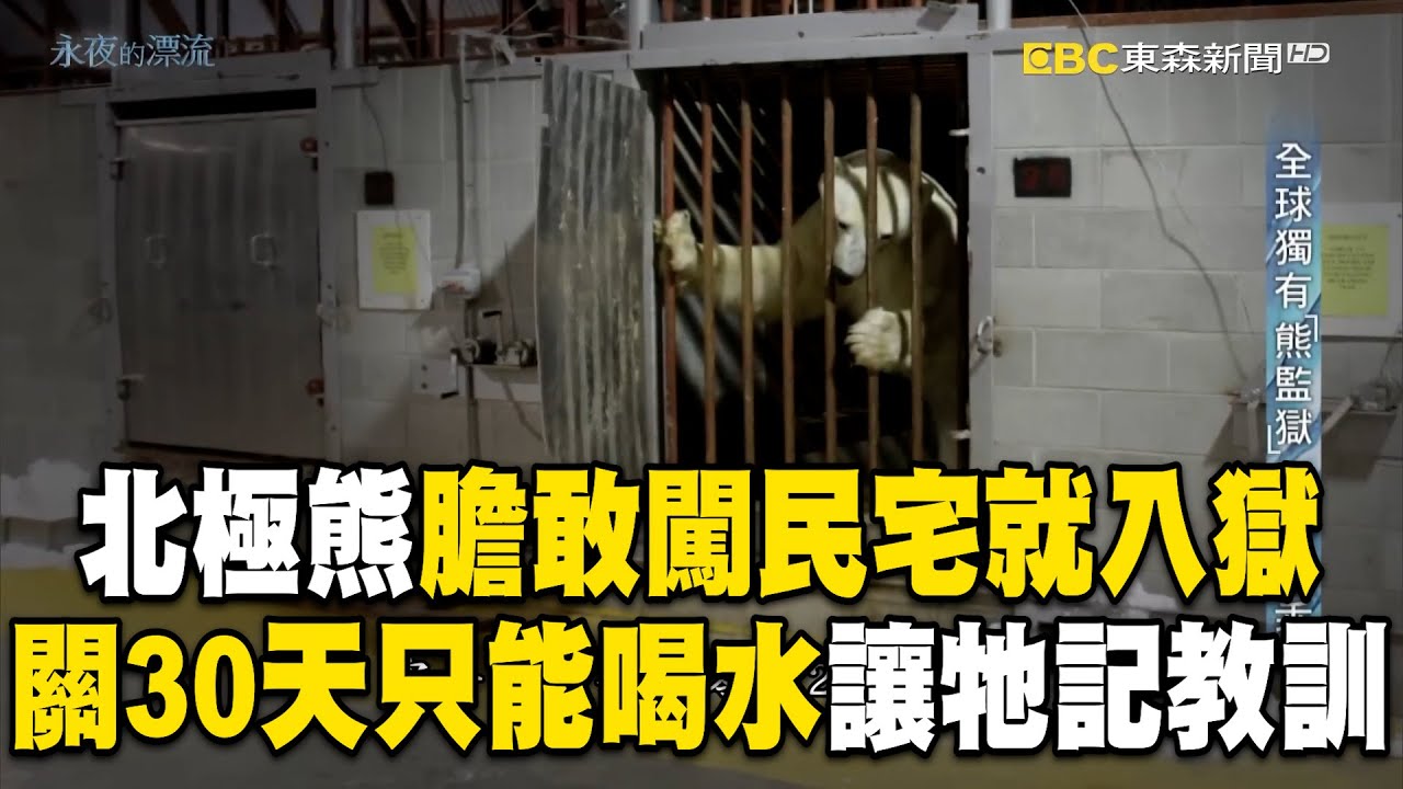 直擊北極熊監獄「膽敢闖民宅就入獄」！囚禁30天只能喝水「讓牠記住教訓」再用直升機野放／北極夏季海冰對比40年前「消失一半」！北極熊變氣候難民「緊接著上演生物大滅絕」？