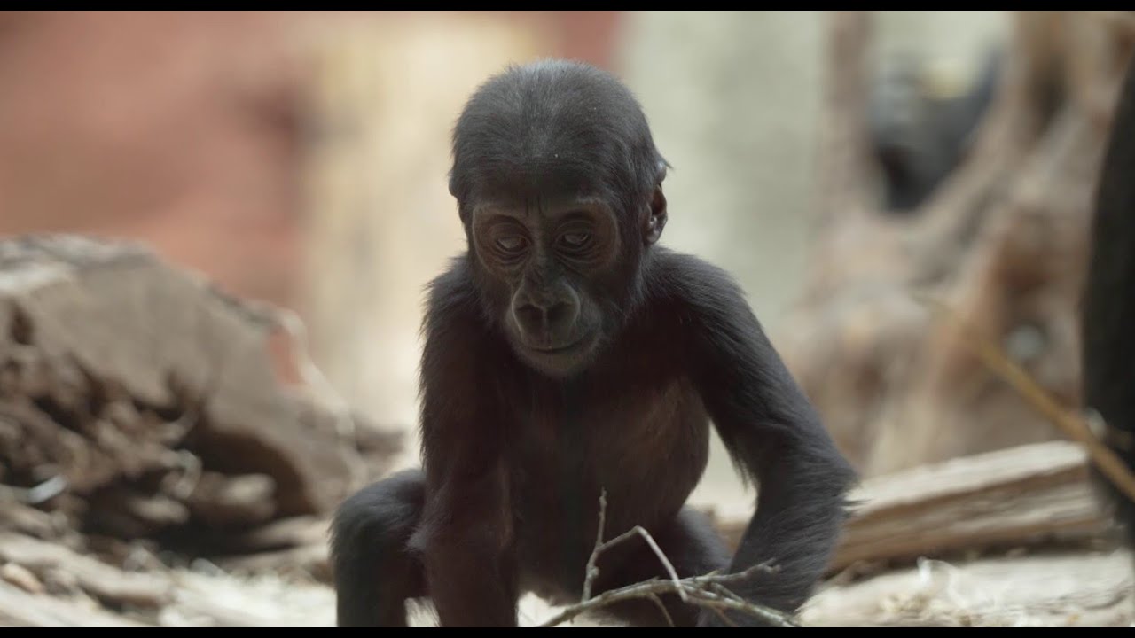 Gorilka Gaia ze Zoo Praha oslavila první narozeniny: Dárky dostala celá tlupa
