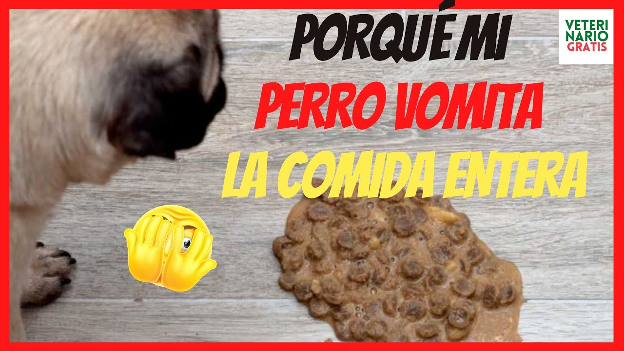 ⚠️ PORQUE MI PERRO VOMITA LA COMIDA ENTERA  ⚠️ COMO EVITAR LA REGURGITACI&Oacute;N EN PERROS