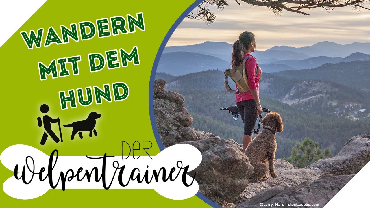 Wandern mit dem Hund 🐕🎒 Worauf ist zu achten? | Der Welpentrainer | sixx