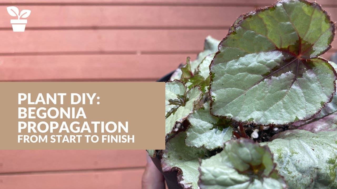Begonia Propagation from Start to Finish | Begonia Soil Propagation | Begonia Water Propagation