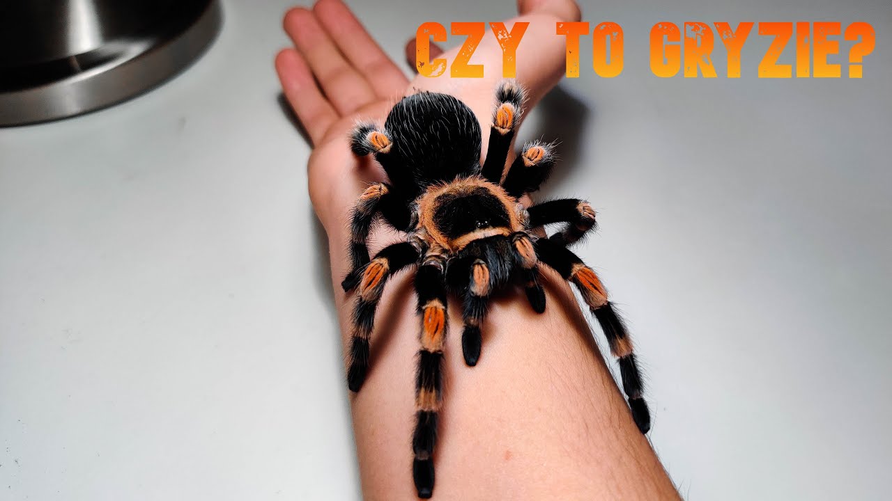 Brachypelma hamorii- czy brać na ręce?