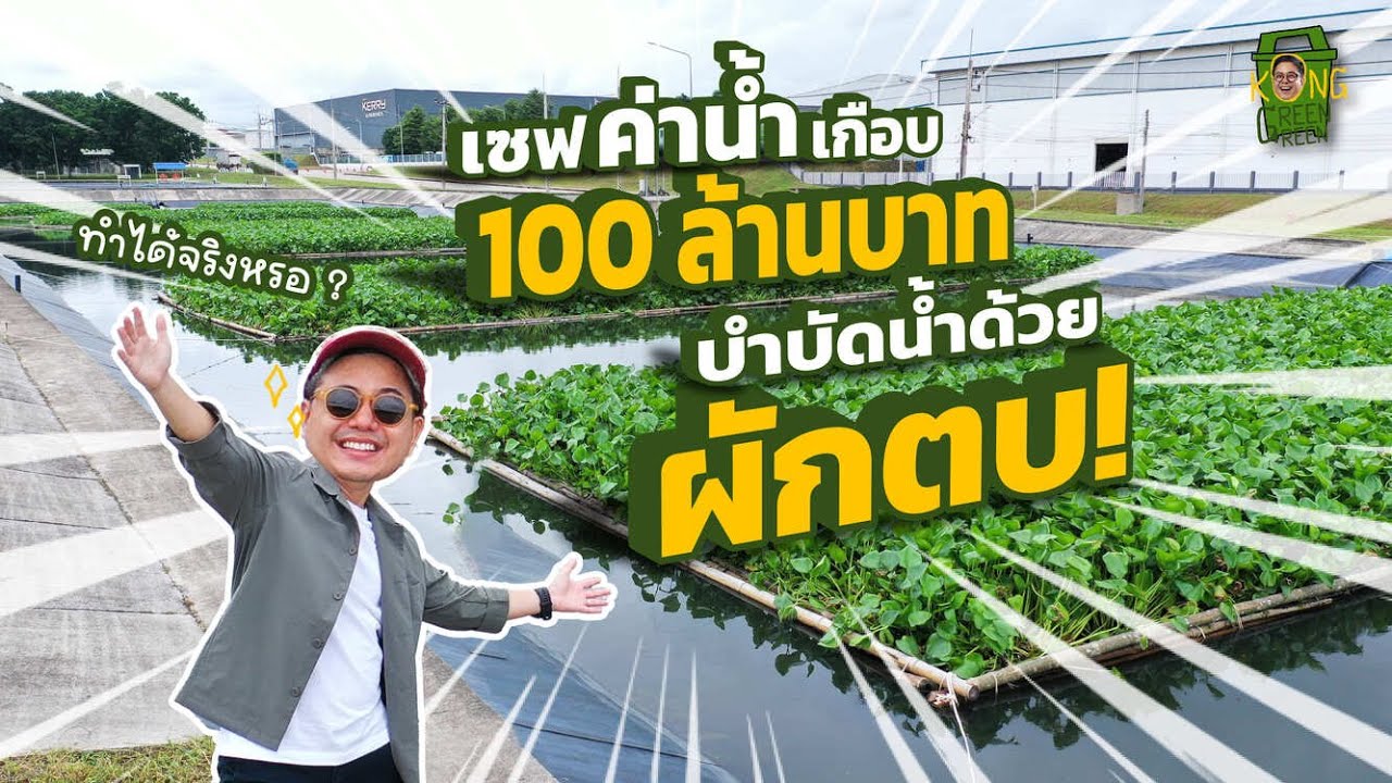 นิคมอุตสาหกรรมบำบัดน้ำด้วย ‘ผักตบชวา’ เซฟค่าน้ำเกือบ 100 ล้าน I KongGreenGreen X WHA