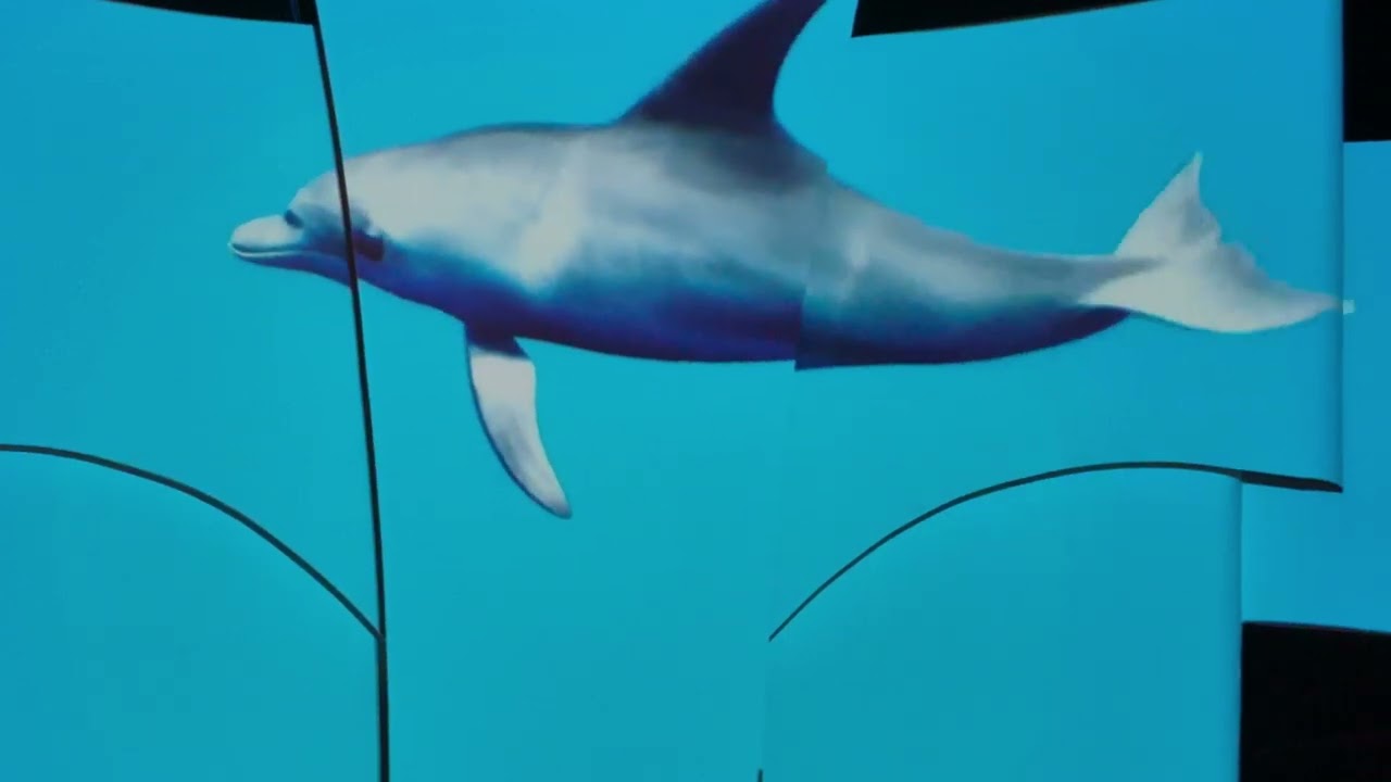Dolfijnen voorstelling Oceanica(aangepast)