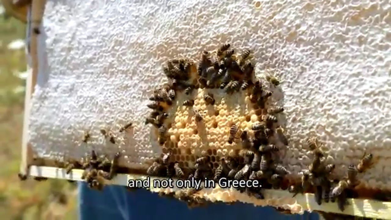 Beekeeping in Cyclades
