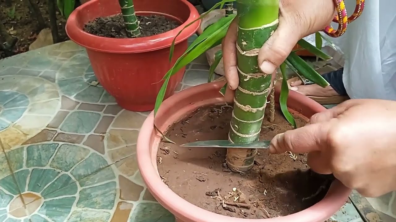 Step-by-Step Dieffenbachia/Dumb Cane Propagation |  डाइफेनबैचिया का चरण-दर-चरण प्रचार