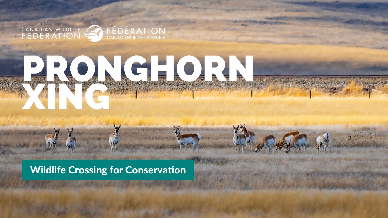 Building Prairie Corridors for People and Wildlife