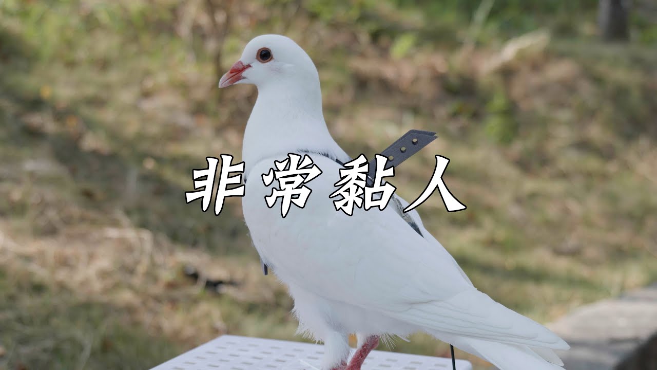拥有一只黏人的小鸽子，是一种怎样的体验？
