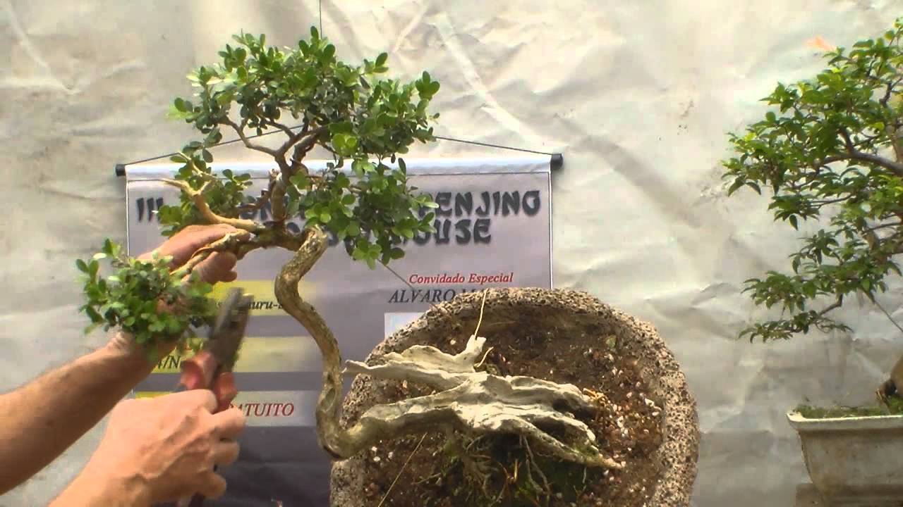 Bonsai - Buxus - Estilização - Dicas - Preparando para Penjing