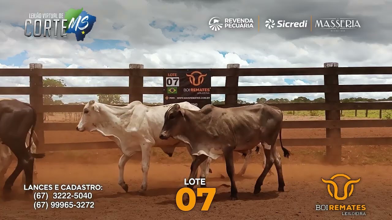 Lote 07