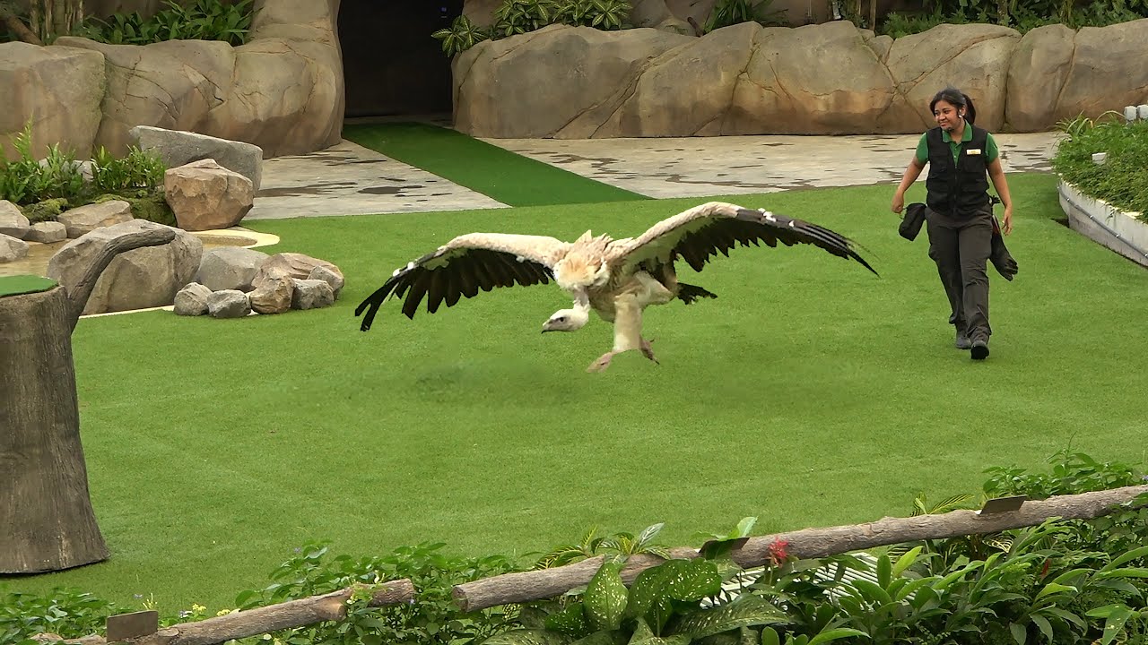 Singapore Bird Paradise Show