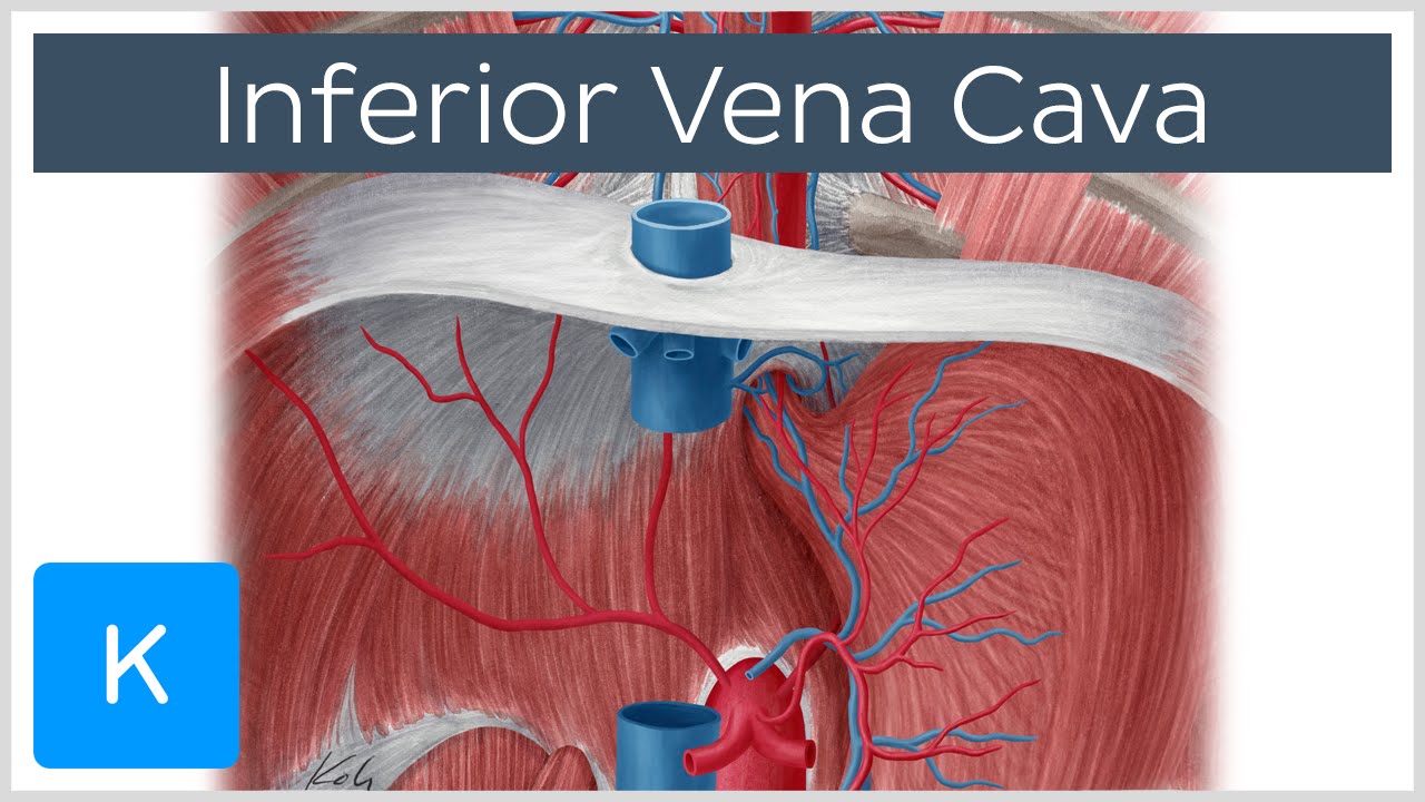 Inferior vena cava - Anatomy, Branches & Function - Human Anatomy |&nbsp;Kenhub