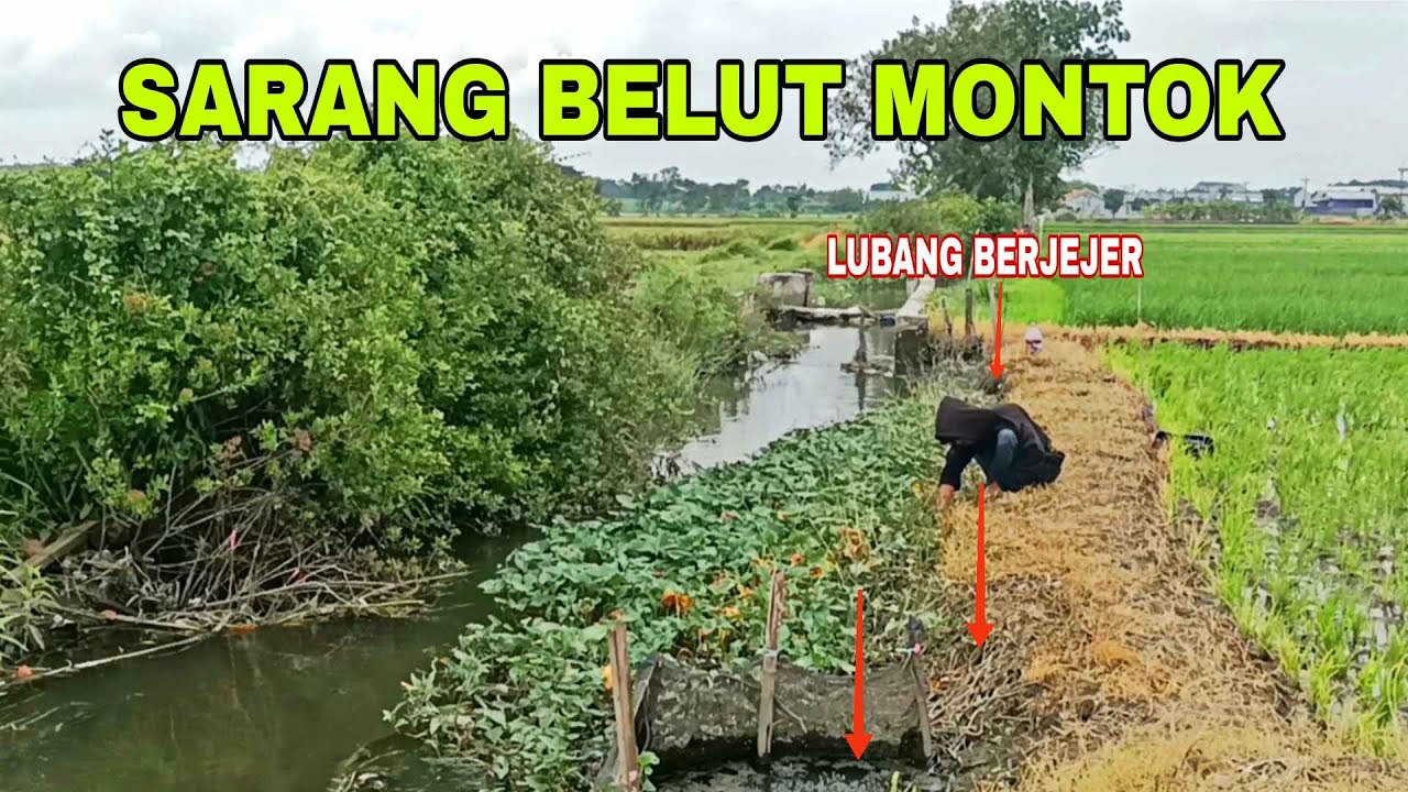Mancing belut di sungai.. Ternyata belutnya masih melimpah