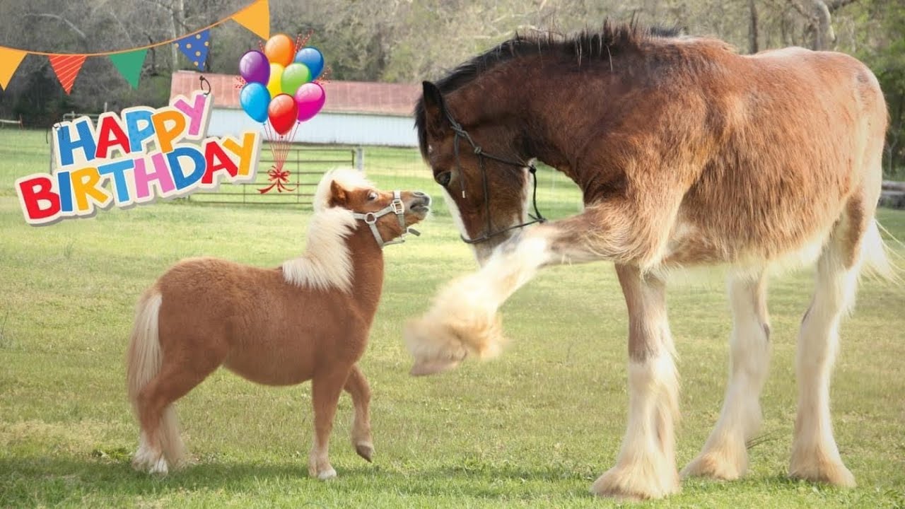 Olivers Birthday Party!!!🥳