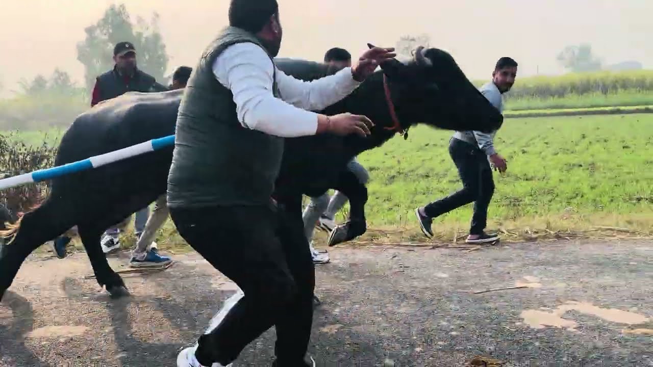 दीपांशु चमरौला 400 mtr 🐃 नूरपुर ओपन चैलेंज जिला बिजनौर  up 20 #shabansultan pliz subscribe 🙏