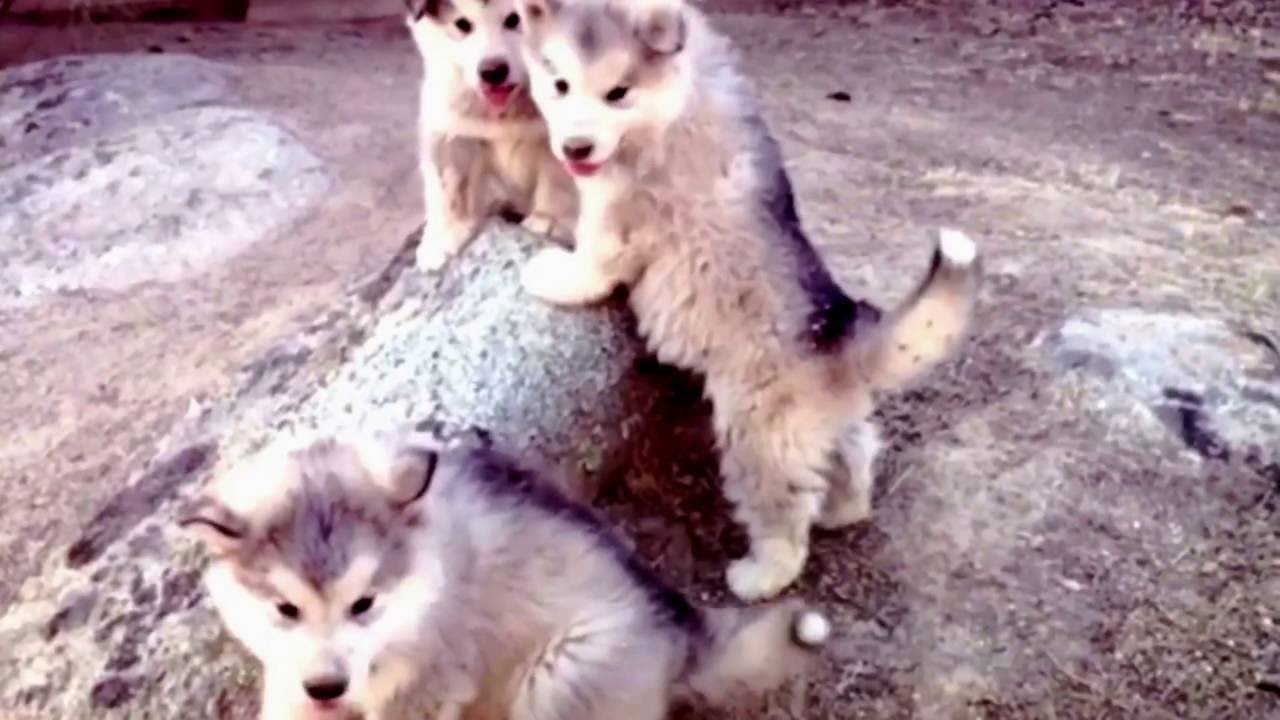 Cachorros The Wolf House