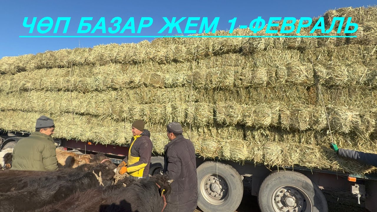 Жем чөп саман буудай арпа беде жугору сокулук мал базары 