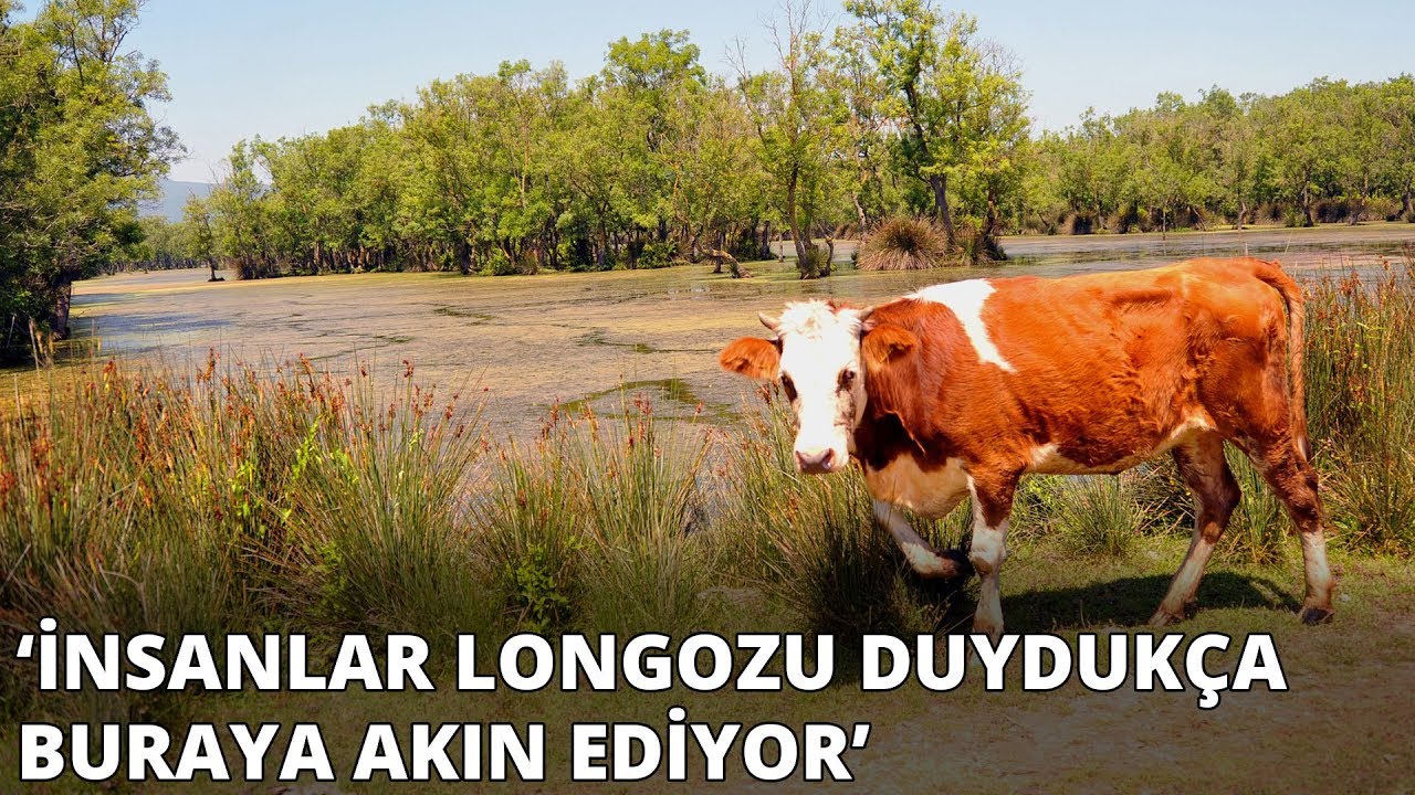 Doğa harikası Karacabey Longozu'na ziyaretçi akını