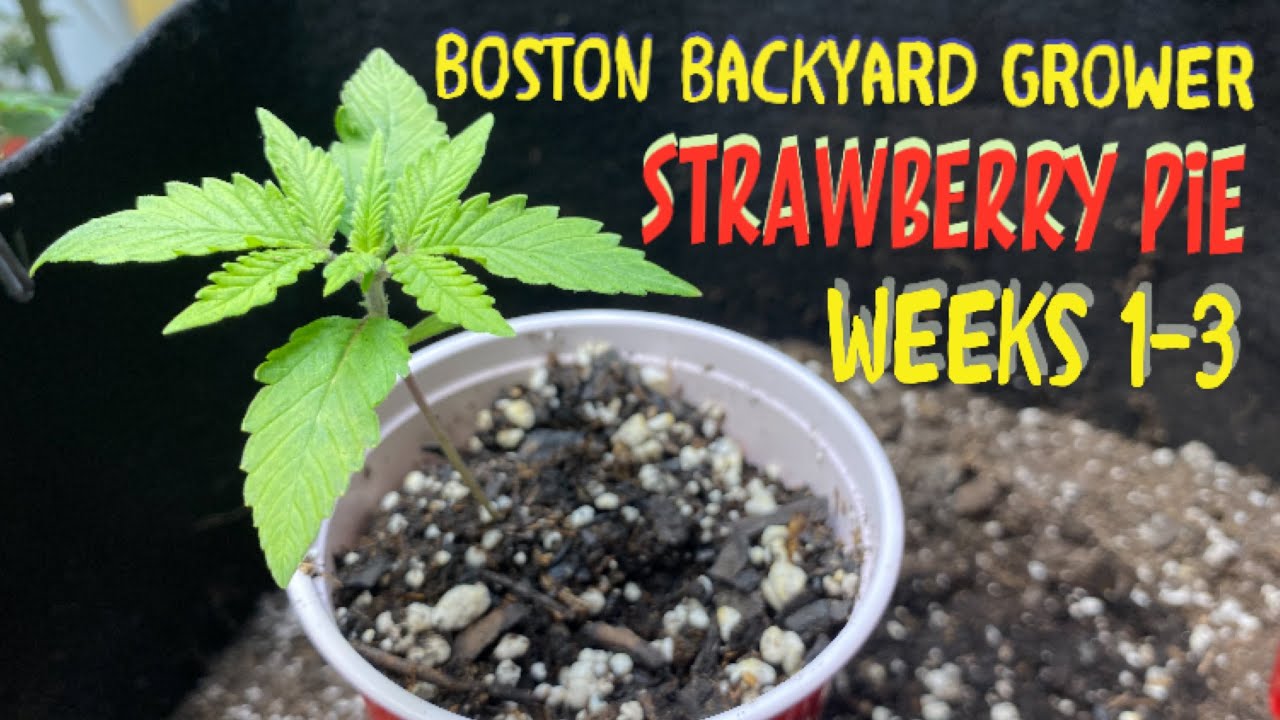How To Grow Autoflower Indoor Strawberry Pie Autoflowers Weeks 1-3 Timelapse