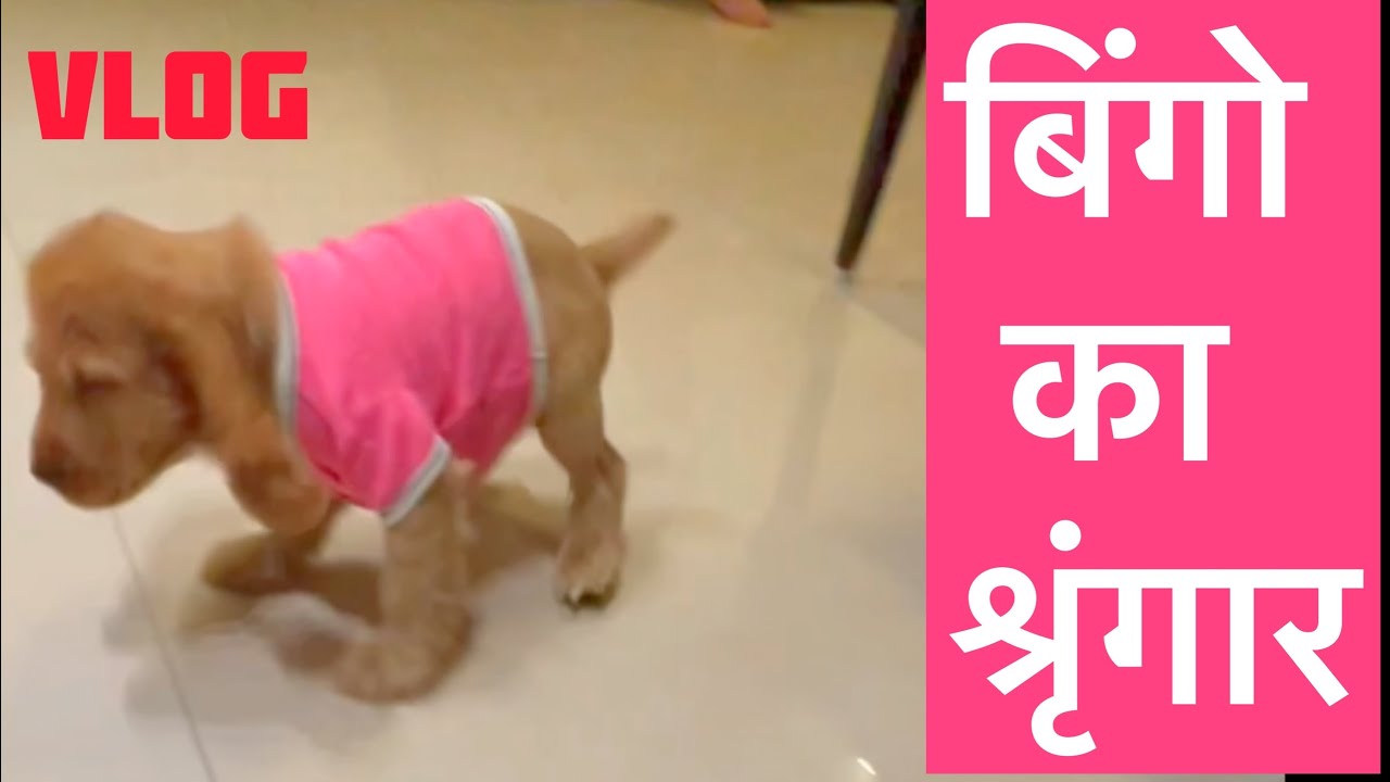 बिंगो का श्रृंगार | #Vlog #lifestylevlog