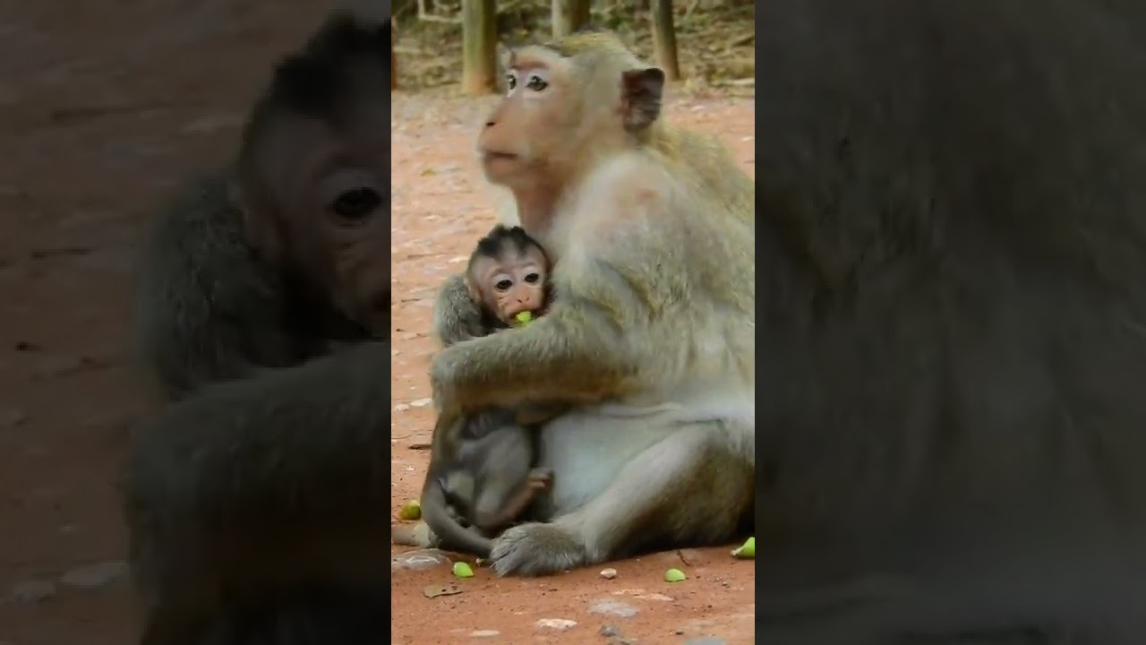 This Baby Monkey Need Food #shorts