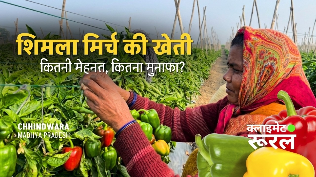 Shimla Mirch Ki Kheti | Cost, Profit & Modern Techniques | Harimohan Sharma | Bilanda Village