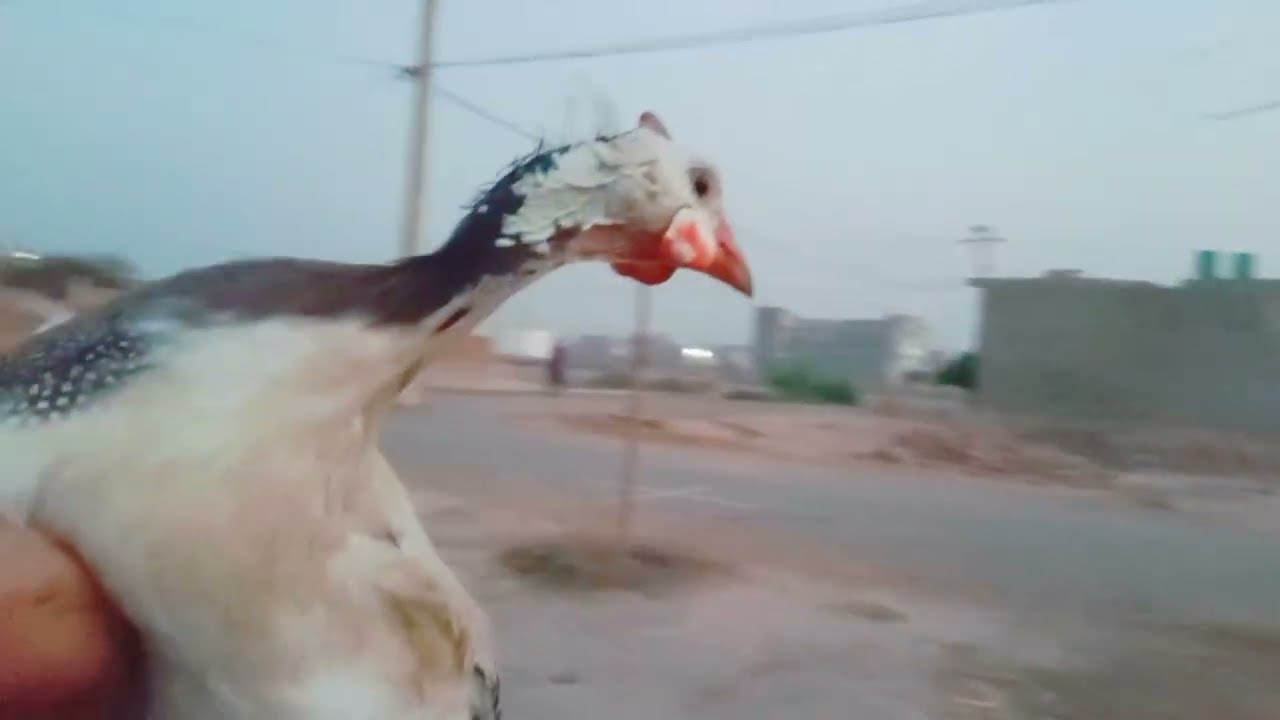 Dak ka ajeeb sa Sathi