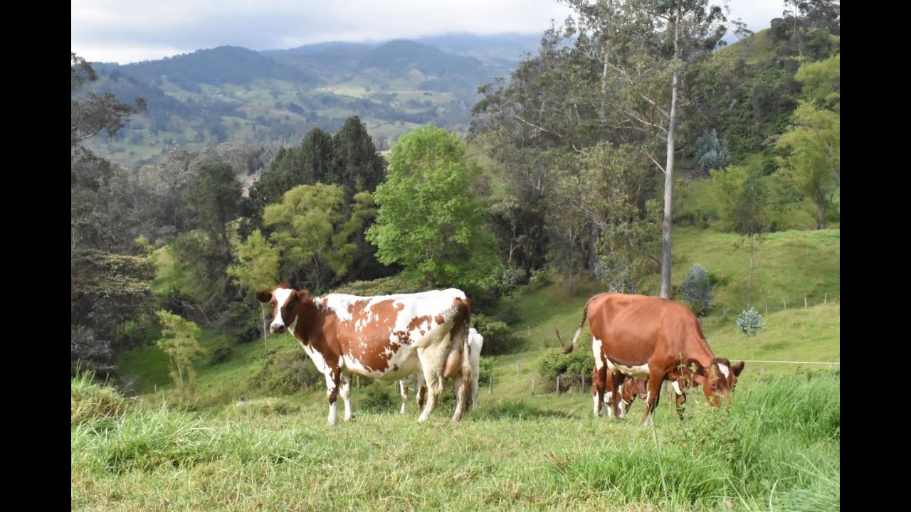 El Jardín, la casa del Ayrshire en Pacho, Cundinamarca