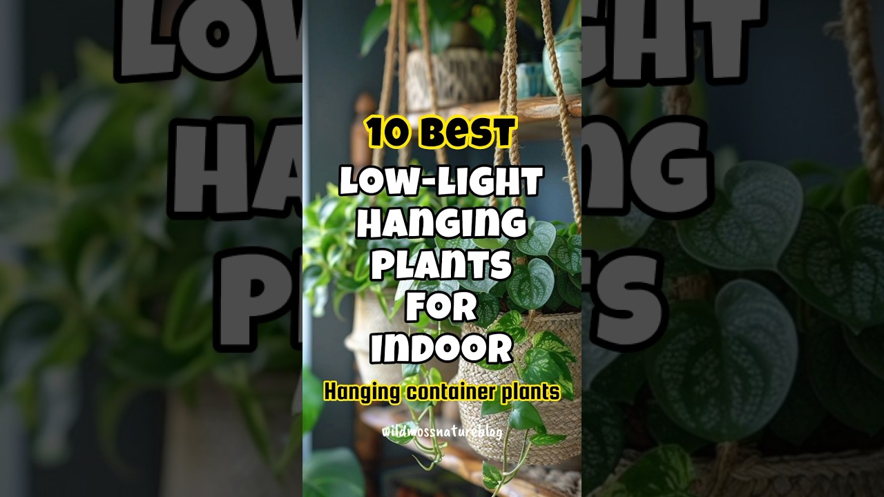 Best low light hanging plants for indoor ✅ #wildmossnatureblog