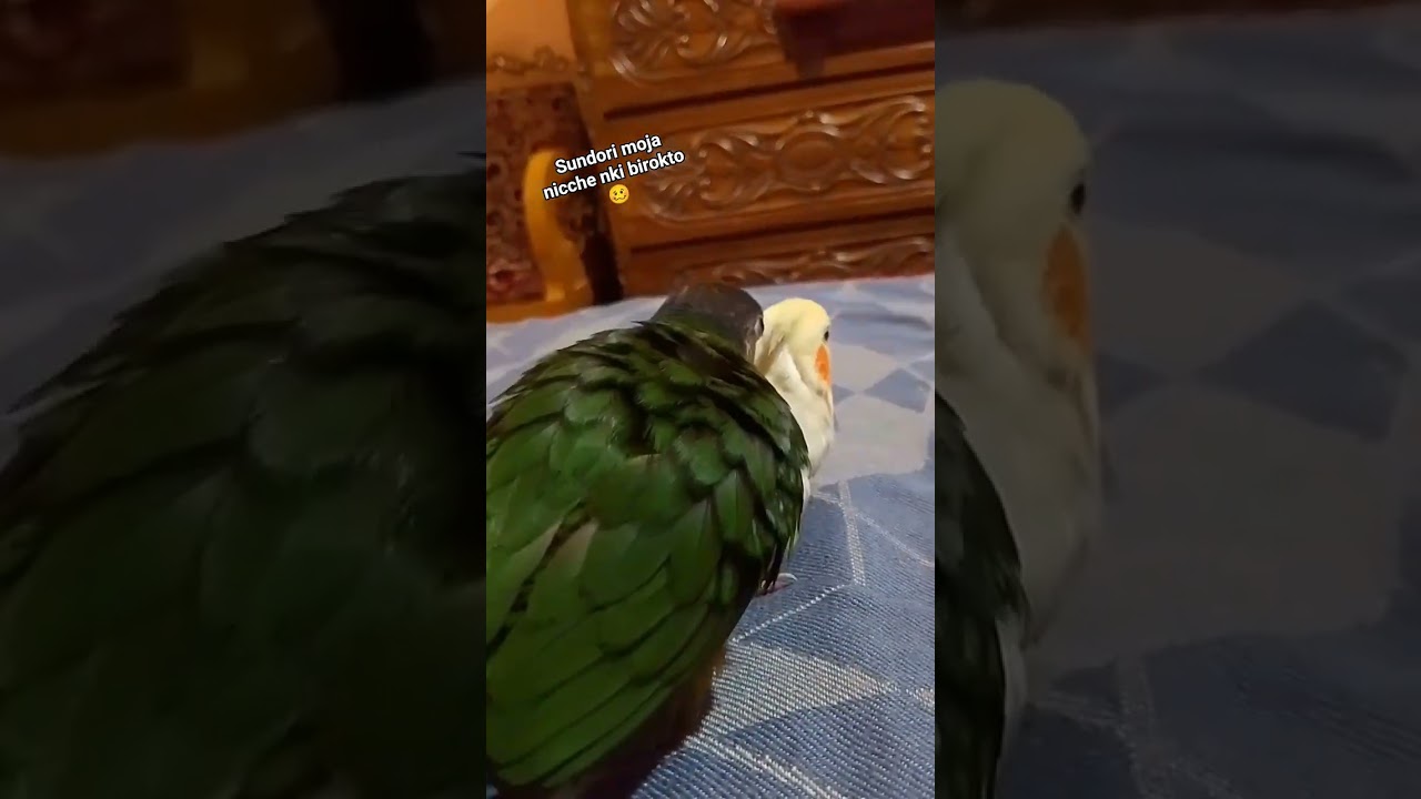 jealous Rio 😂 #newsong #birdfamily #birds #talkingparot #cutebird