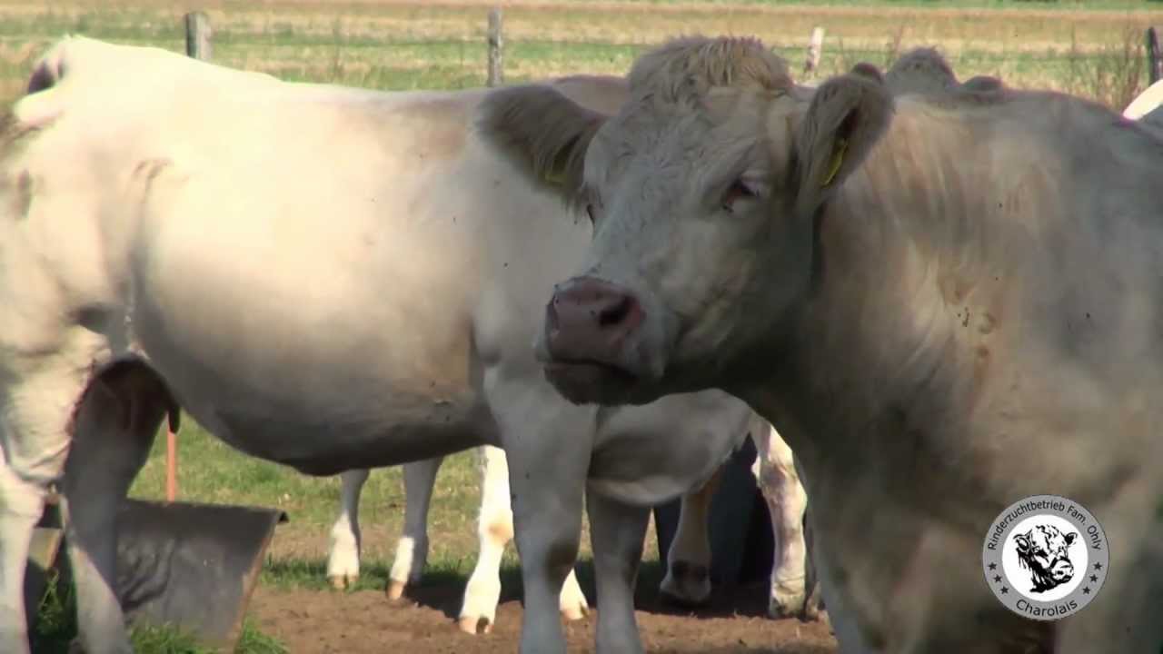 Charolais-Rinder