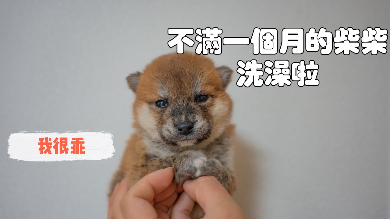 給不滿一個月的小柴犬洗澡