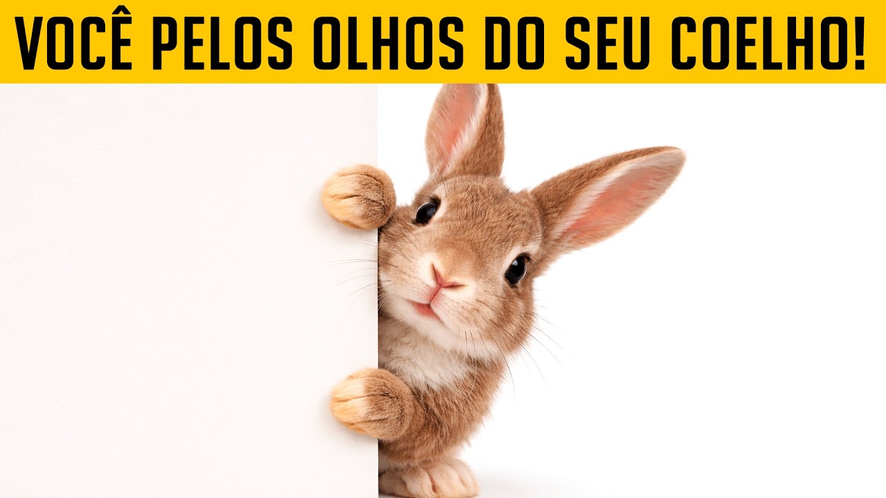 Seu coelho não te vê como humano – Descubra quem você é de verdade para ele!