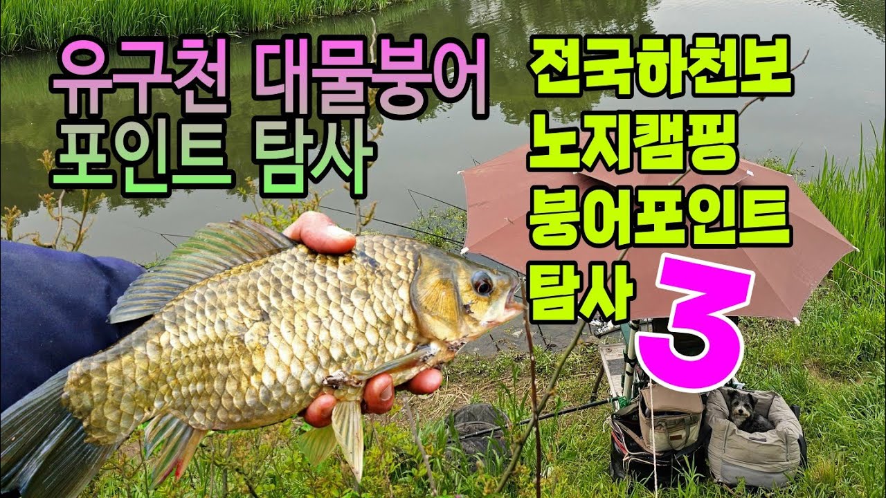 전국하천탐사 시리즈3편 유구천의 대물을 노려라, 유구천 붕어포인트,노지캠핑 탐사